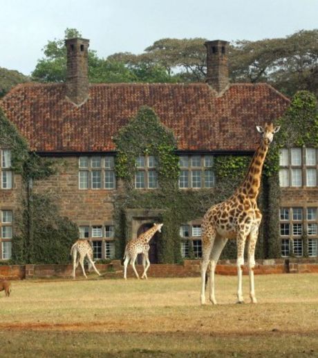 le-manoir-appele-giraffe-manor-est-un-hotel-cerne-par-un-grand-parc-prive-ou-s-ebattent-les-girafes_56340_w460