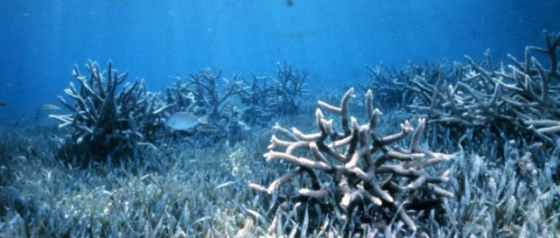 corals-620x264