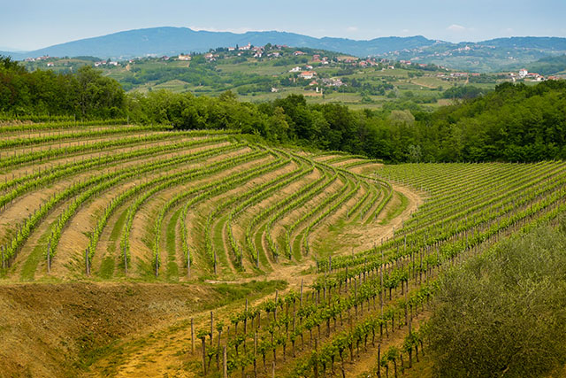 Vineyards on the hills in Collio area near Cormons, in the wine region of Friuli, Italy; Shutterstock ID 123828106; Your name (First / Last): 56530; Project no. or GL code: Online Editorial; Network activity no. or Cost Centre: James Kay; Product or Project: online editorial article BIT2016 regions