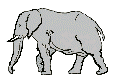 elephant8